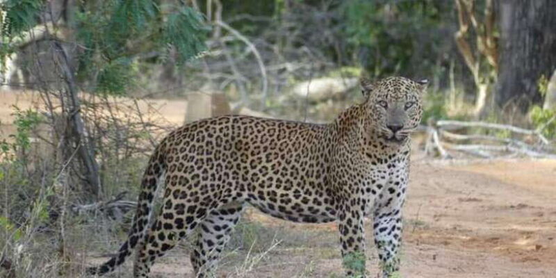 yala-national-park-sharing-safari-5-hours