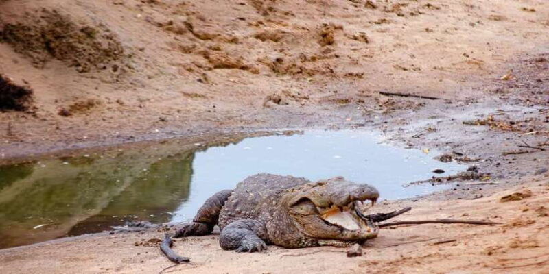 yala-national-park-wildlife-safari-from-bentota