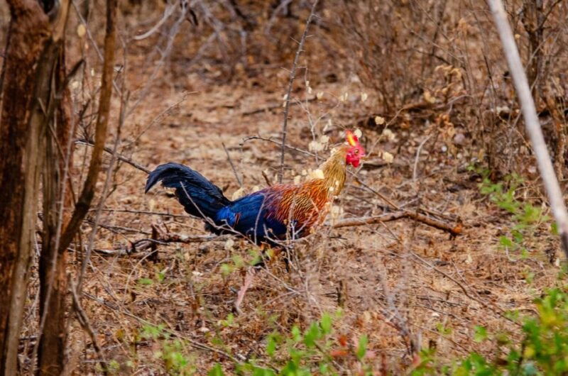 yala-national-park-wildlife-safari-from-hambantota