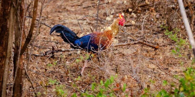 yala-national-park-wildlife-safari-from-mirissa
