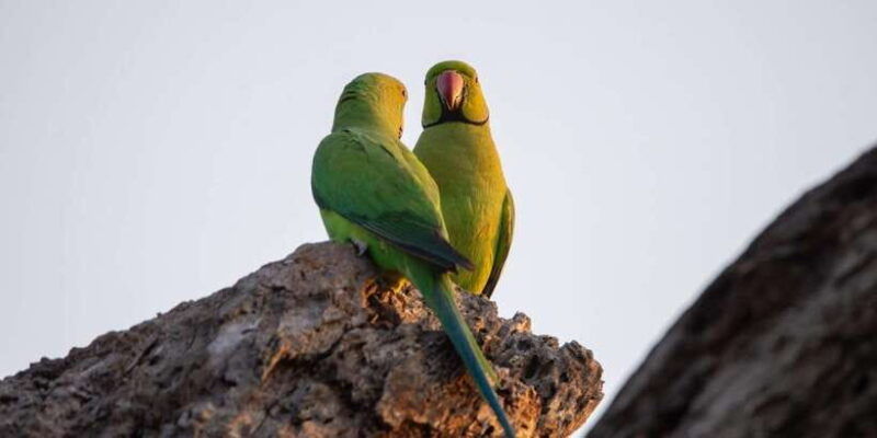yala-national-parkfull-day-safari-4-00am-6-00pm