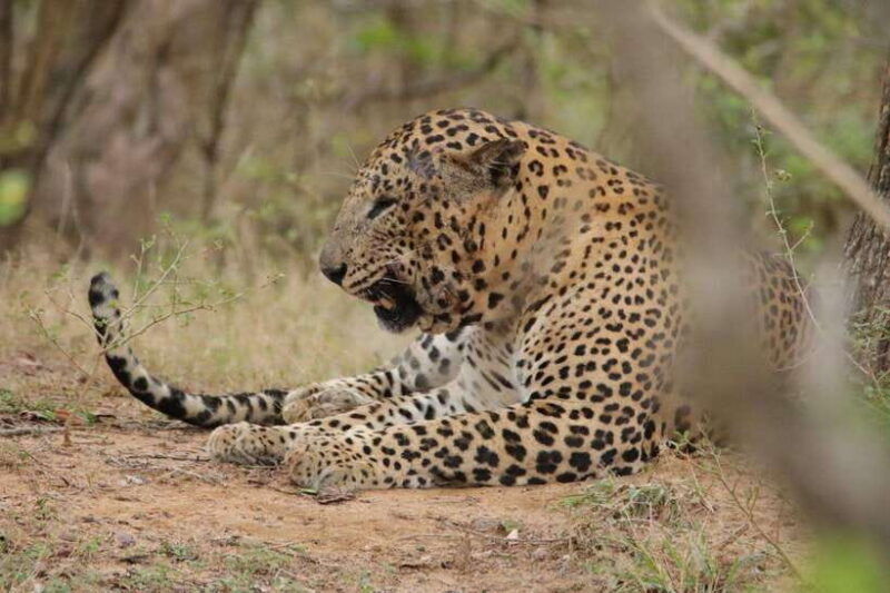 yala-safari-tours-7-hours-12-hours-safari