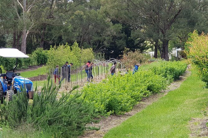 Yarra Valley Wineries and Rayners Orchard Tour from Melbourne - Who Is This Tour Best For?