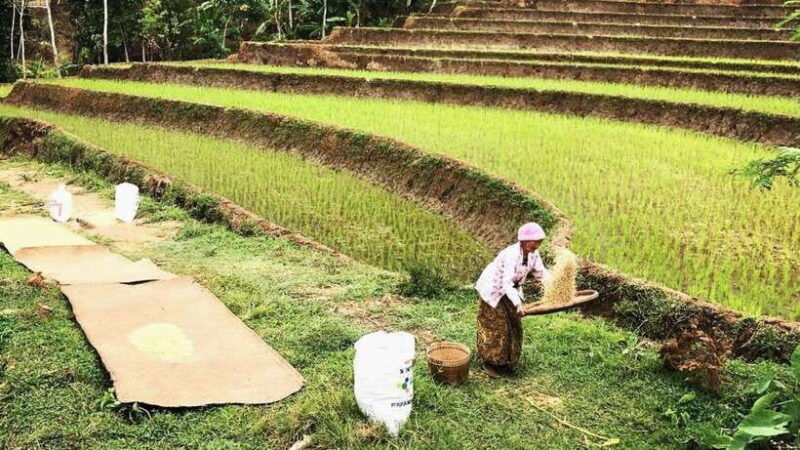 yogyakarta-selogriyo-temple-and-rice-terrace-soft-trekking