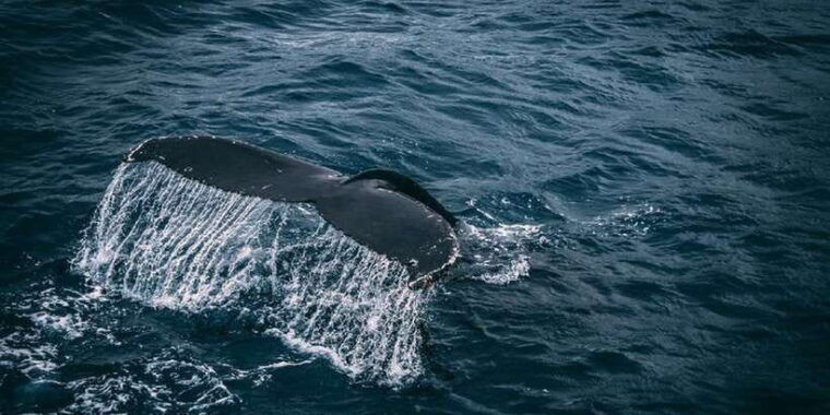 2-day-whale-watching-southern-sri-lanka-tour