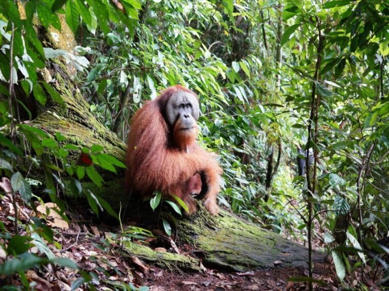2-days-expedition-from-bukit-lawang-connect-with-nature