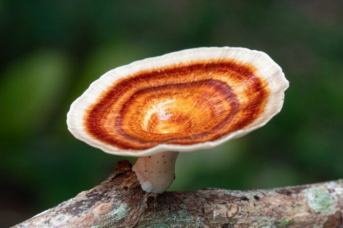 2-Hour Mushroom Photography Activity in Cairns Botanic Gardens - Practical Tips for Participants  