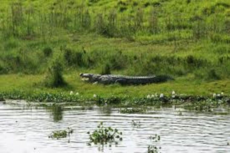 2-n-3-days-chitwan-tour-package-from-pokhara-or-kathmandu