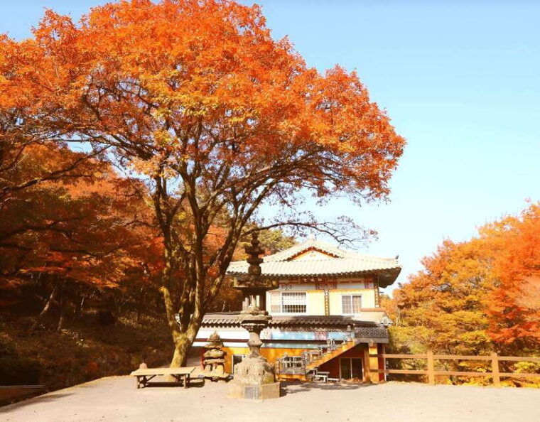 2025-jeju-autumn-tour-with-pink-muhly-festival