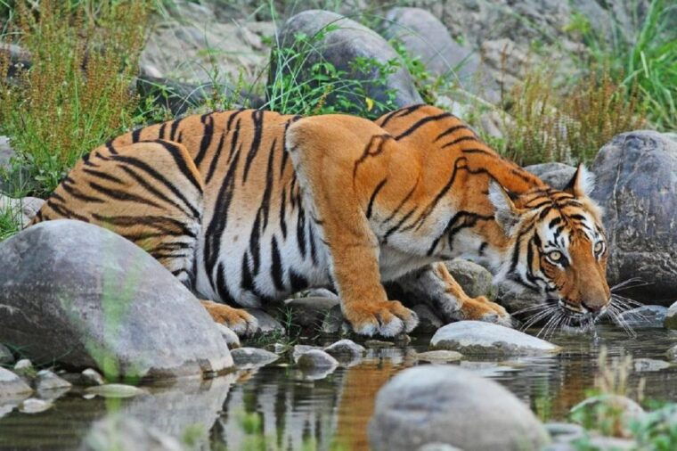 3-day-chitwan-jungle-safari-adventure-from-kathmandu-pokhara