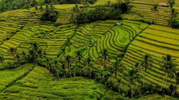 a-private-day-tour-to-explore-north-part-of-bali