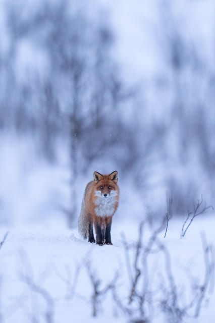 abisko-photo-hike-with-professional-photographer