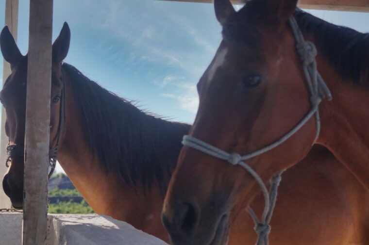 akrotiri-guided-horseback-riding-day-trip-to-a-beach