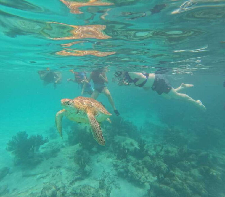 akumal-guided-snorkeling-with-sea-turtles