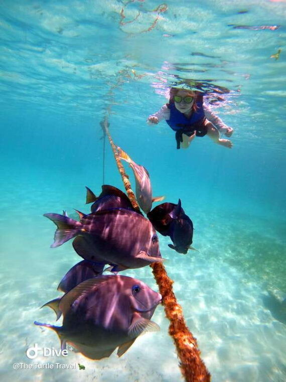 akumal-guided-turtle-snorkeling-tour-and-pictures