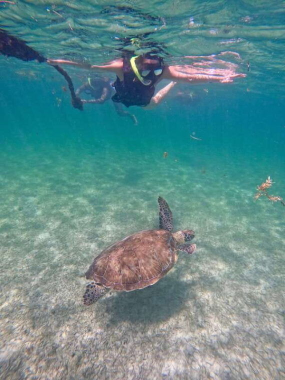 akumal-snorkeling-and-photos-with-turtles