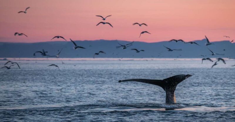 akureyri-arctic-coastline-whale-watching