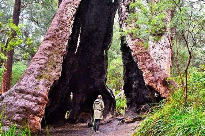 Albany Southwest Wilderness Day Tour - Fly From Perth - Return Flight and Arrival Back in Perth