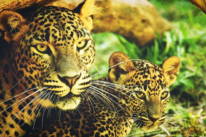 All in one Sri lanka 7nights 8 days for couple price - The Sum Up