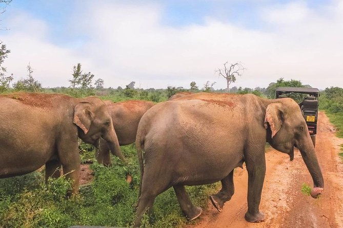 All Inclusive Udawalawa National Park Day Tour from Colombo - Who Should Consider This Tour?