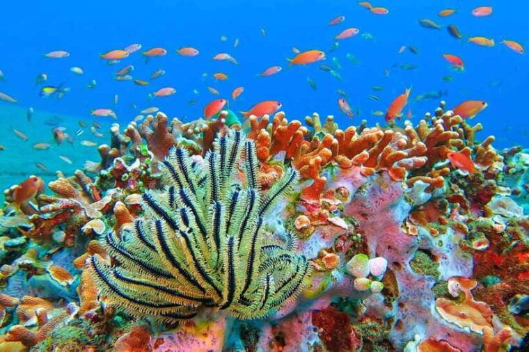 amed-snorkeling-tour-with-japanese-shipwreck-and-coral