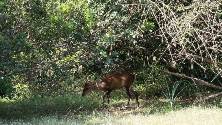 anuradhapura-wilpattu-national-park-day-trip-with-entrance