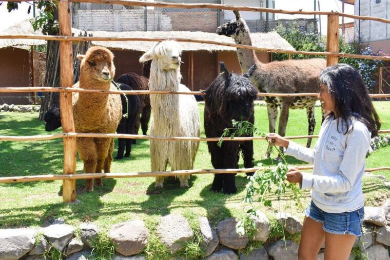 arequipa-tour-alpaca-world