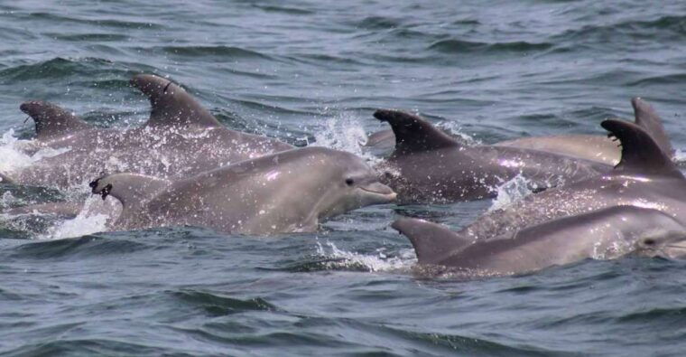 atlantic-city-dolphin-watching-ocean-cruise-adventure