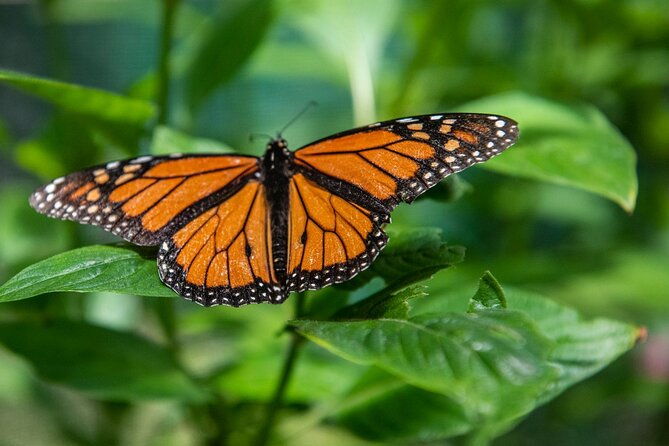 Australian Butterfly Sanctuary - The Sum Up