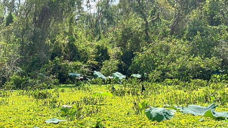 authentic-mekong-delta-private-tour-none-tourist-shopping