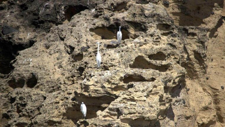 azores-marine-birdwatching-expedition-5