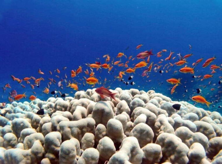 bali-amed-underwater-temple-snorkeling-experience