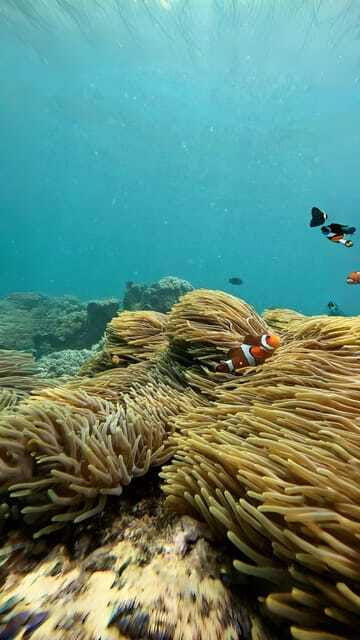 bali-blue-lagoon-and-tanjung-jepun-snorkeling-tour