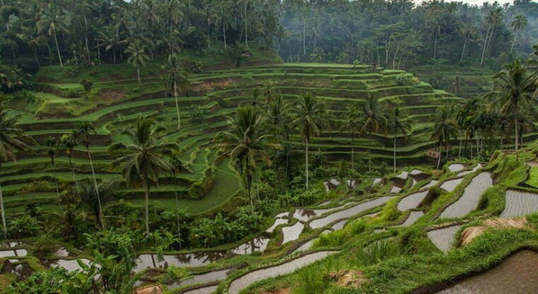 bali-customised-ubud-tour-with-profesional-tour-guide