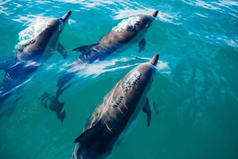 bali-dolphin-watching-waterfall-wanagiri-and-ulun-danu