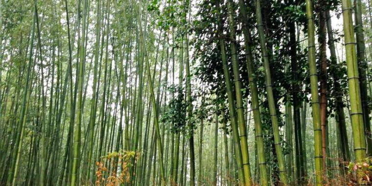 bali-full-day-trip-to-penglipuran-village-and-bamboo-forest