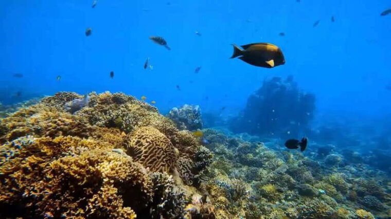 bali-highlights-snorkeling-to-blue-lagoon-with-local-expert