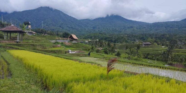 bali-jatiluwih-full-day-e-bike-and-trekking-tour