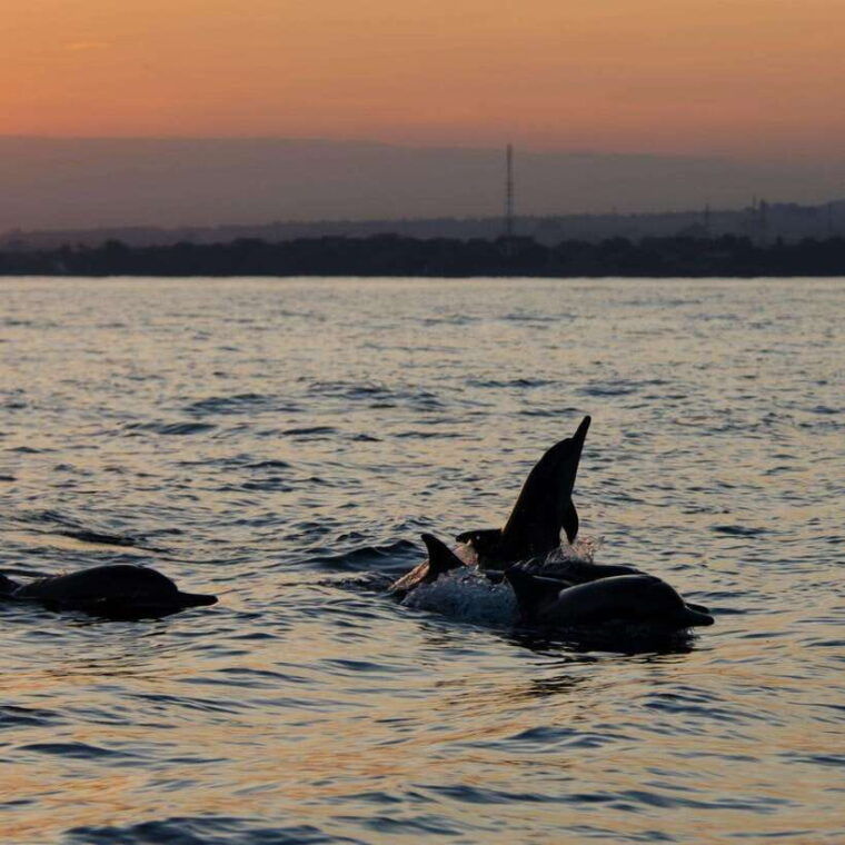 bali-lovina-dolphin-watching-and-snorkeling-tour-2