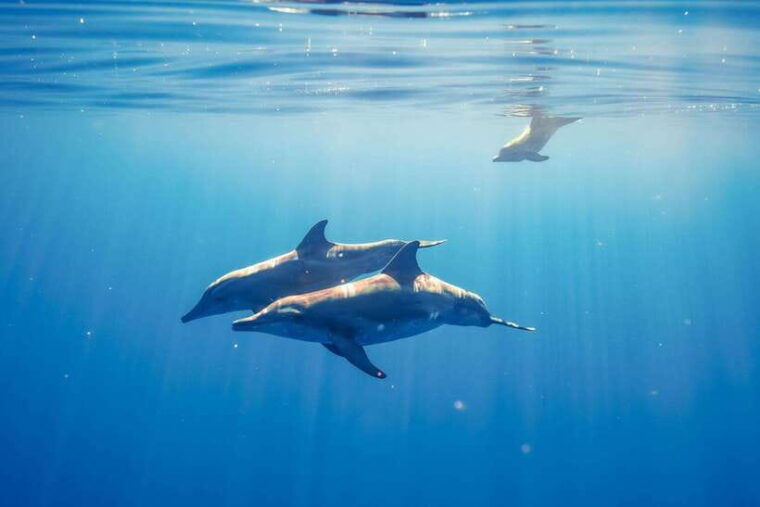 bali-lovina-dolphin-watching-and-snorkeling-tour