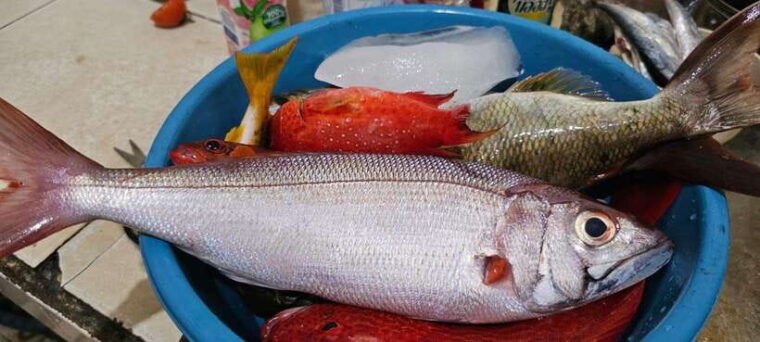 bali-private-fishing-trip-with-lunch