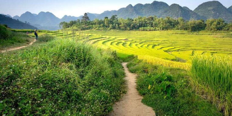 bali-rice-terraces-guided-hiking-experience