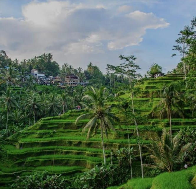 bali-silver-class-monkey-forest-rice-field-coffee-farm