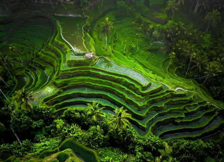 bali-ubud-kanto-lampo-waterfall-monkey-forest-swing-tour