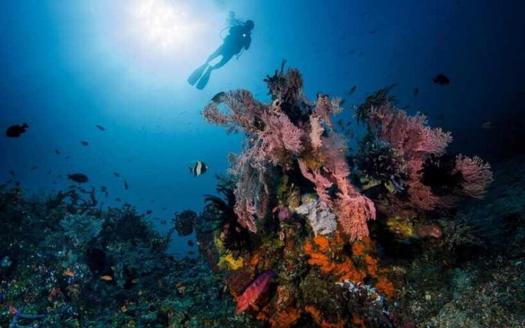 bali-underwater-paradise-diving-experience