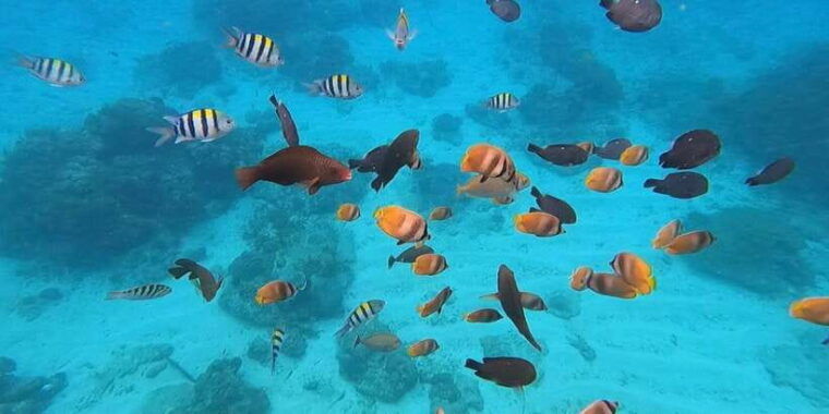 bali-white-water-rafting-with-blue-lagoon-snorkeling