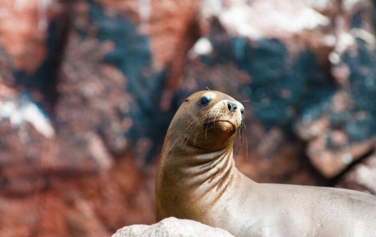 ballestas-islands-and-huacachina-oasis-half-day-tour
