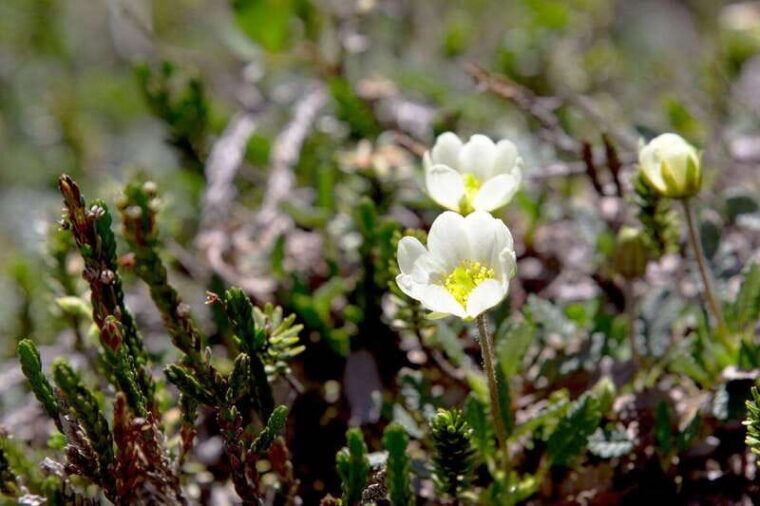 banff-edible-and-medicinal-plants-nature-walk