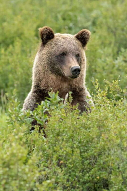 banff-guided-nature-walk-with-bear-country-safety-tips