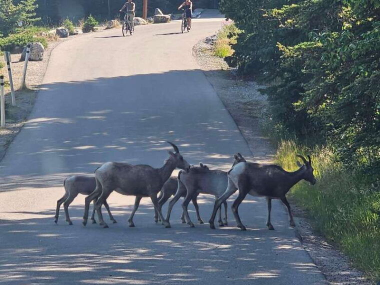 banff-to-jasper-one-way-private-tour-sightseeing